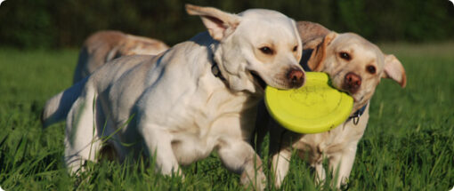 Zisc Frisbee Beispielbild