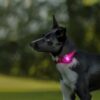 orbiloc Dog Dual Safety Light pink