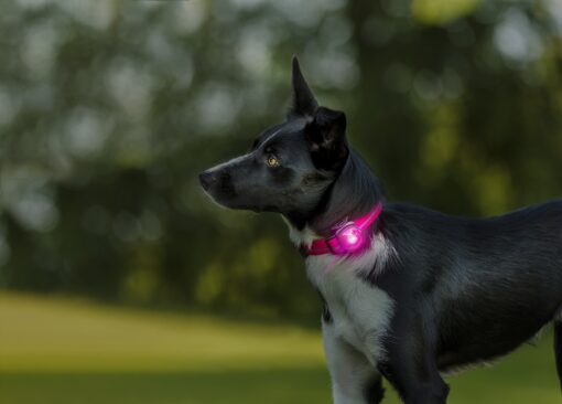 orbiloc Dog Dual Safety Light pink