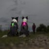 orbiloc Dog Dual Safety Light grün und pink