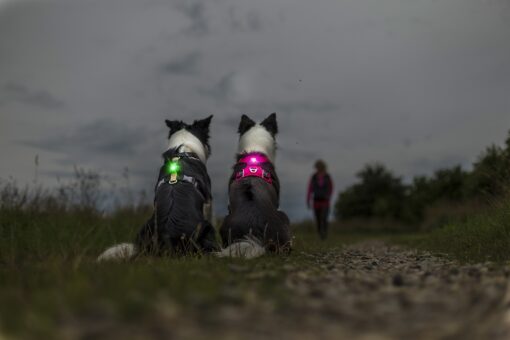 orbiloc Dog Dual Safety Light grün und pink