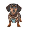 Puppia Crayon Harness Typ B brown