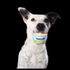 Cold & Dog Frozen Joghurt mit Rindfleisch (Bio)-4376