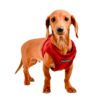 Puppia Terry Harness Typ B rot/weinrot