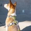 DOG Copenhagen Comfort Walk Pro™ Geschirr oliv grün