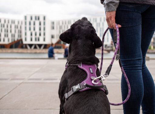 DOG Copenhagen Comfort Walk Pro™ Geschirr