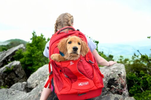 Kurgo - G-Train K9 Pack