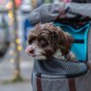 Kurgo - K9 Rucksack