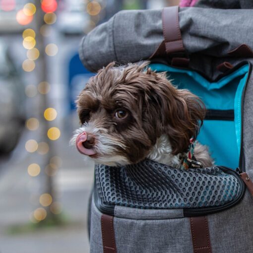 Kurgo - K9 Rucksack