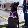 DOG Copenhagen Walk Air™ Geschirr schwarz-7593