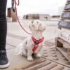 DOG Copenhagen Walk Air™ Geschirr schwarz-7598