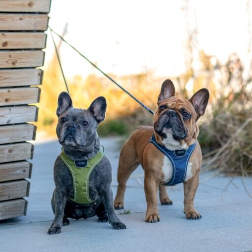 Dog Copenhagen Comfort Walk Go™ Harness