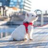 Dog Copenhagen Comfort Walk Go™ Harness