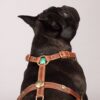 DWAM Rock Leder Hundegeschirr