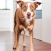 Red Dingo Durables Ptakopysk Pam