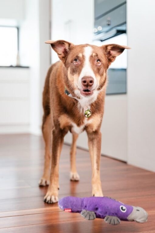 Red Dingo Durables Ptakopysk Pam