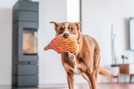 Red Dingo Durables Eat Eddie