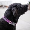 Dog Copenhagen Urban Style™ Collar violett