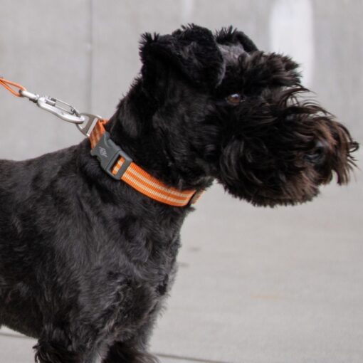 Dog Copenhagen Urban Style™ Collar orange