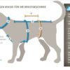 annyx Brustgeschirr Protect leuchtgrün / hellgrün (*Sonderfarbe*)-8546