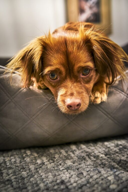 Laboni CLASSIC Hundebett - OXFORD Stone